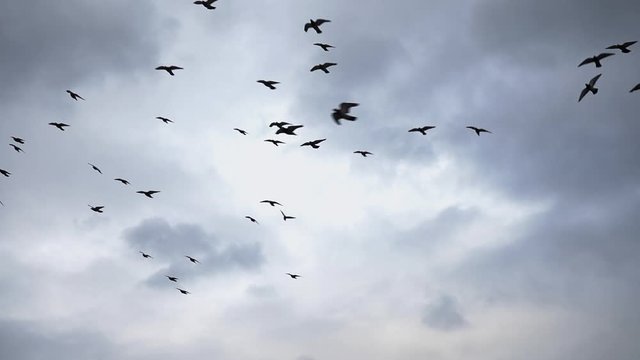 Slow-motion video of a group of pigeons flying to migrate in the dark sky like rain is about to fall.