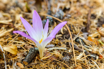 Detail of the beautiful flower merendera montana, Colchicum montanum, endemic to the Iberian Peninsula in Spain and France, grows in the high mountain meadows in summer.