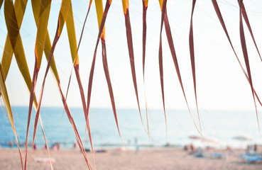 Palm leaves in the foreground, on the background of the city beach and the sea.