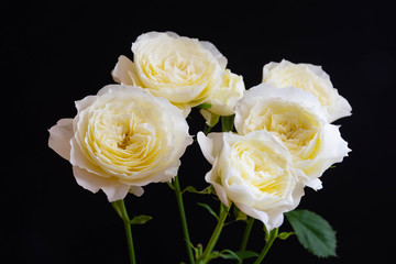 黒背景の白い薔薇