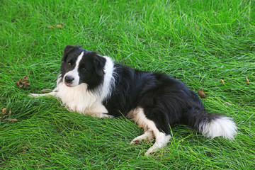 Naklejka na ściany i meble Border Collie in Green Lawn