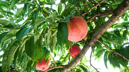 夏の桃狩り