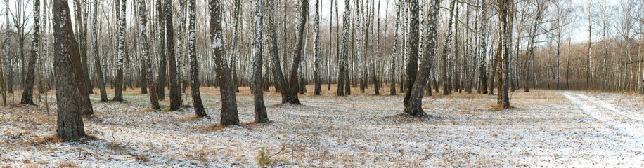 Fototapeta premium Panorama of a birch grove in winter. slender white trees