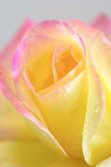 白背景の黄色とピンクのバラ