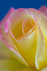 青背景の黄色とピンクのバラ