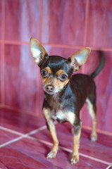 our smaller brothers