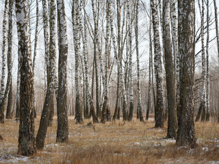 Panorama of a birch grove in winter. slender white trees