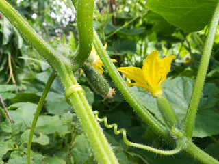 cucumber grows in the garden and blooms. green stems and leaves of the plant