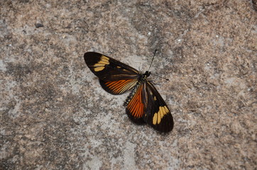 Fototapeta na wymiar borboleta
