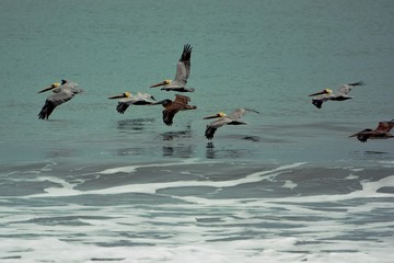 pelicans in flight