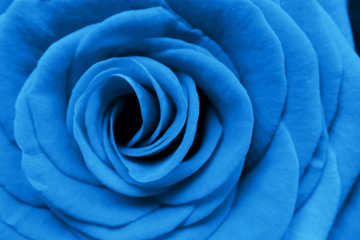 Fototapeta na wymiar Blue rose flower. Color of the year 2020. Beautiful bright background. Trendy shades.