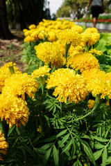 Beautiful marigold flowers in the garden