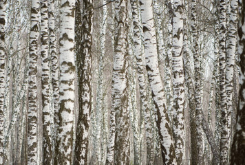 Fototapeta premium Panorama of a birch grove in winter. slender white trees
