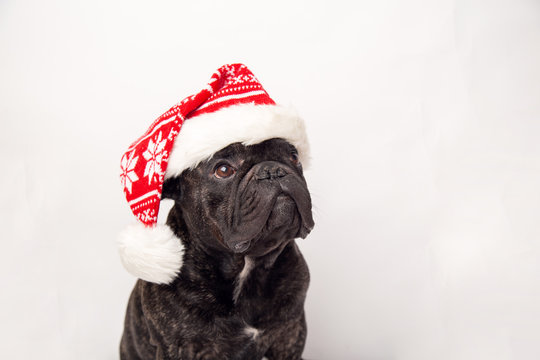 french bulldog dog with red christmas santa claus hat for xmas holidays. isolated on white background. copy space.