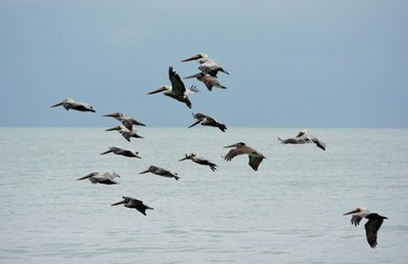 flock of pelicans