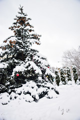 Snow Covered Christmas Tree.