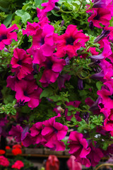 Group of pink petunia flower in the garden.