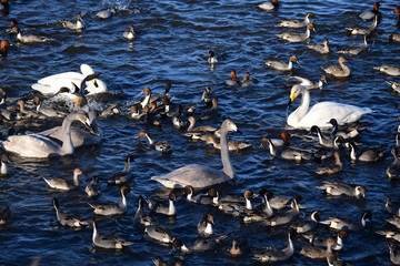 混雑、オオハクチョウ、カモ、千葉県、2019年冬