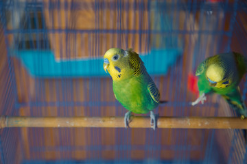 Obraz premium Parakeets . Green wavy parrot sits in a cage . Rosy Faced Lovebird parrot in a cage . birds inseparable . Budgerigar on the cage. Budgie parakeet in birdcage. Parrot