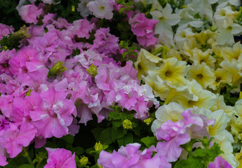 Flower pot with yellow and pink petunia flowers in the garden.
