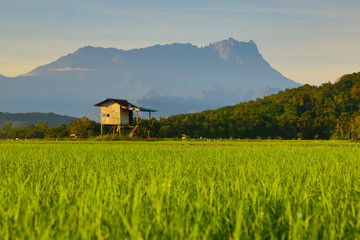Paddy field of Kota Belud District in Sabah, Malaysian Borneo during sunrise