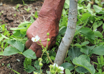 Right hand  of older man clean weed from fresh green leaves of  strawberries