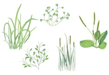 Various wild summer grasses. Set of field, marsh and forest herbage. Watercolor hand painted elements isolated on white background.