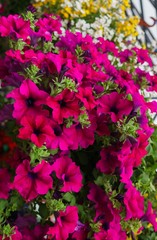 Fototapeta na wymiar Flower pots with multicolored petunia flowers on the market.