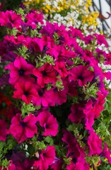 Flower pots with multicolored petunia flowers on the market.
