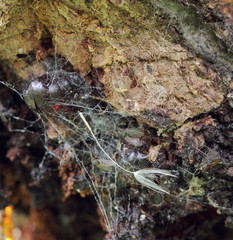 Resin on  rough bark with  thin resin thread and twig dandelion