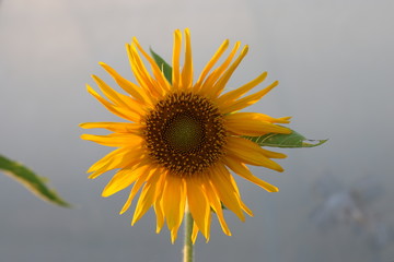 sunflower with white background