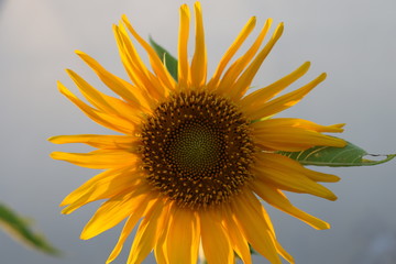 sunflower on blue background