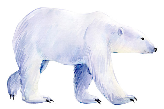 polar bear, winter animals on an isolated white background, watercolor illustration