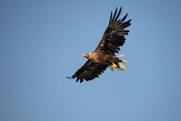 White Tail Eagle, Haliaeetus albicilla