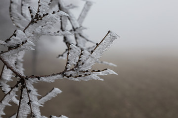The ice covered the tree branches in a misty, frosty morning.