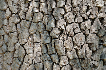 Oak bark