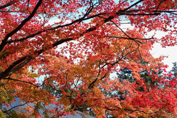 selective focus beautiful leaves in the forrest.