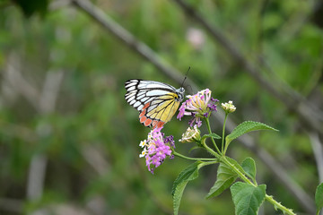 Jim corbett national park, India