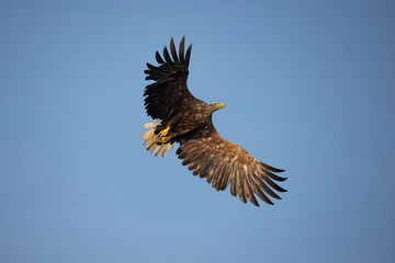 White Tail Eagle, Haliaeetus albicilla