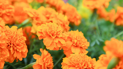 Orange french marigold flower blooming in garden