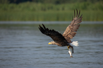 White Tail Eagle, Haliaeetus albicilla