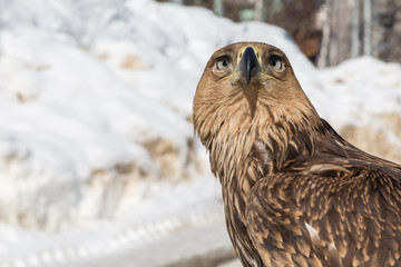 Hawk eagle close-up. Feathered predator.