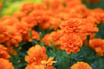 Orange french marigold flower blooming in garden