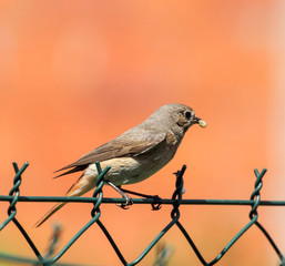 Nightingale bird standing on the fence and holding a worm in its beak