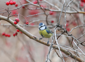 Naklejka premium Blue tit shot on a hawthorn bush surrounded by red berries