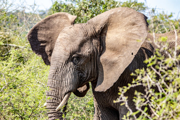 Elephant in the Bush
