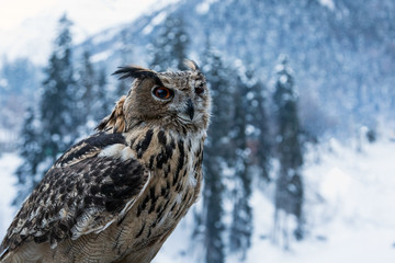 Eurasian eagle-owl in a snowy forest. Bird of prey.