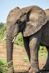 Obraz na płótnie Canvas Elephant in the Bush