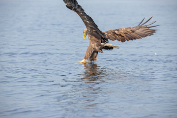 White Tail Eagle, Haliaeetus albicilla