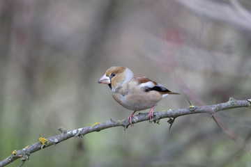 The hawfinch (Coccothraustes coccothraustes) sits on a thin branch on a blurred background